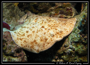 Power underwater or Electric ray (Torpedo sp) by Raoul Caprez 